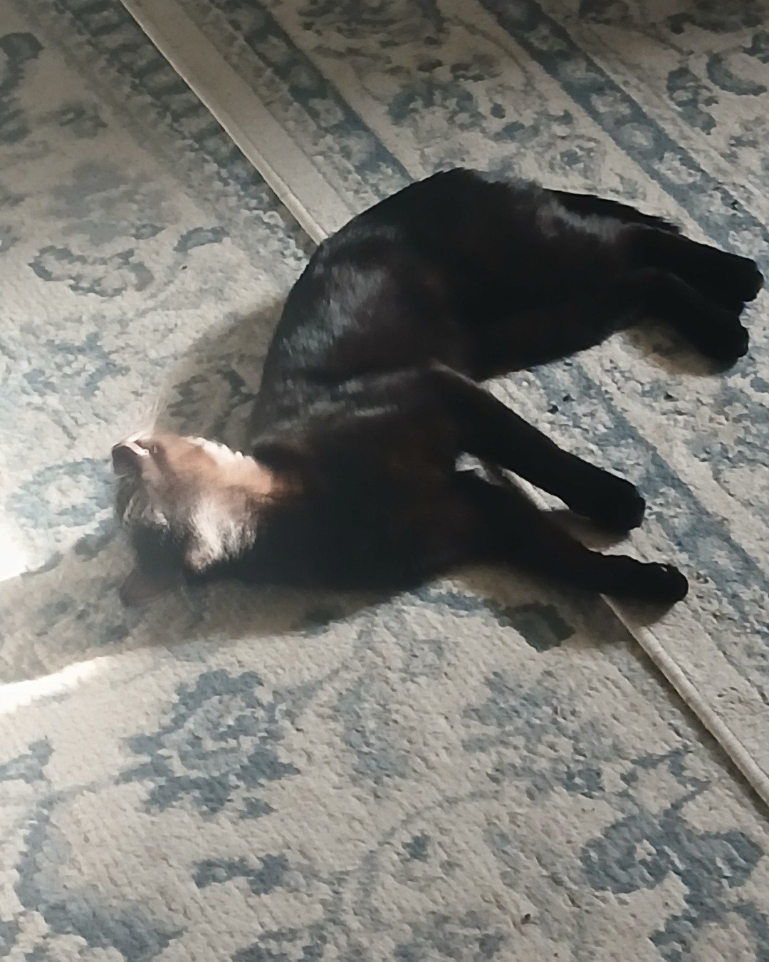 Enderchest the Shorthair Burmese cross. Dog, Puppy, Floor, Cat