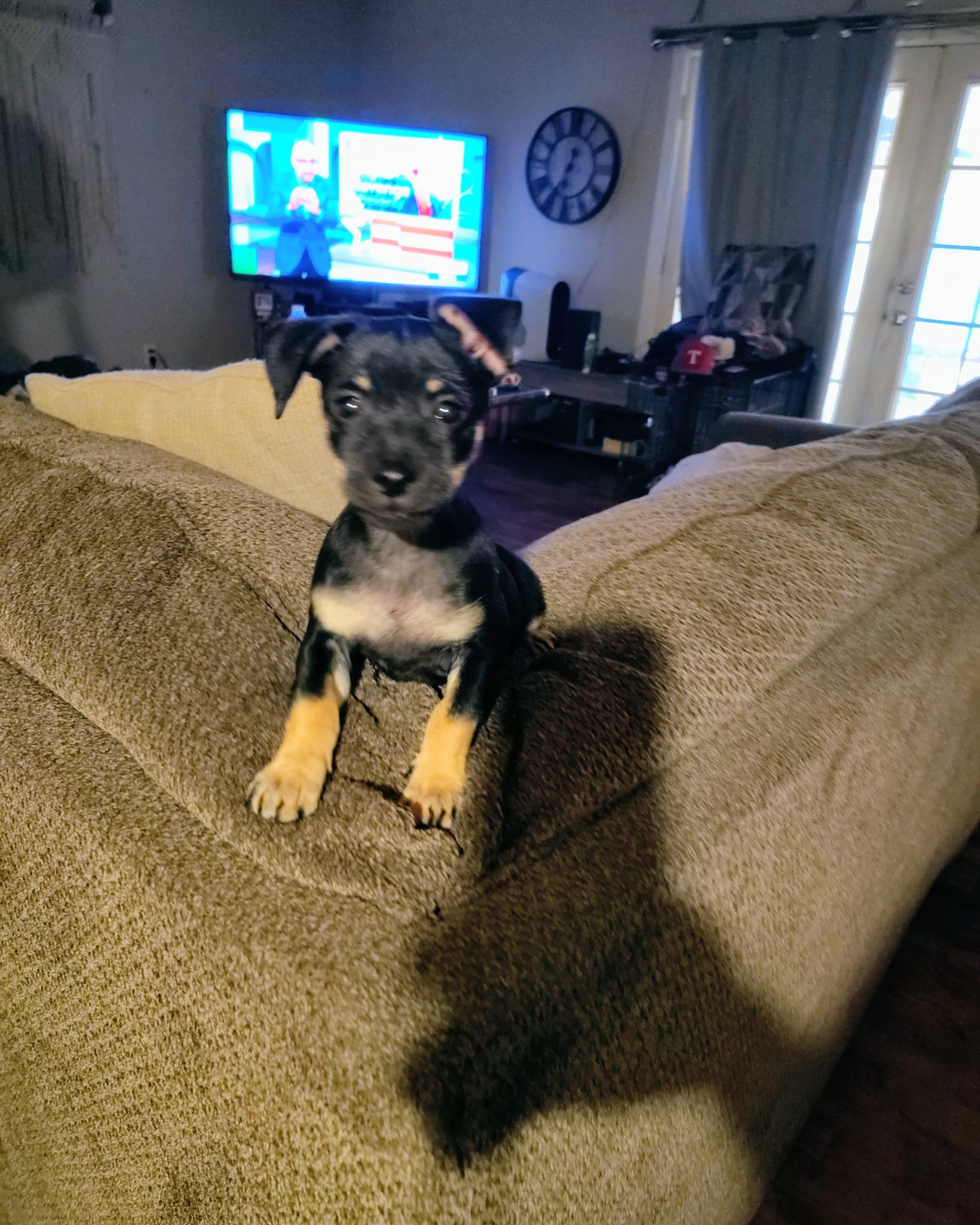 roxy the mini pin. Electronics, Screen, Computer Hardware, Hardware, Monitor, Couch