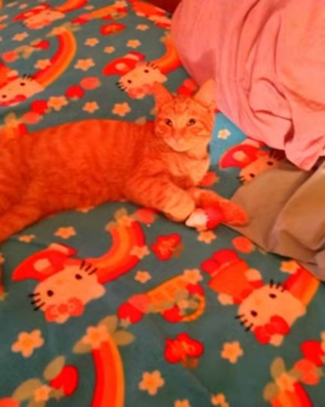 Tiger the tabby. Cat, Kitten, Blanket, Cushion, Home Decor, Furniture
