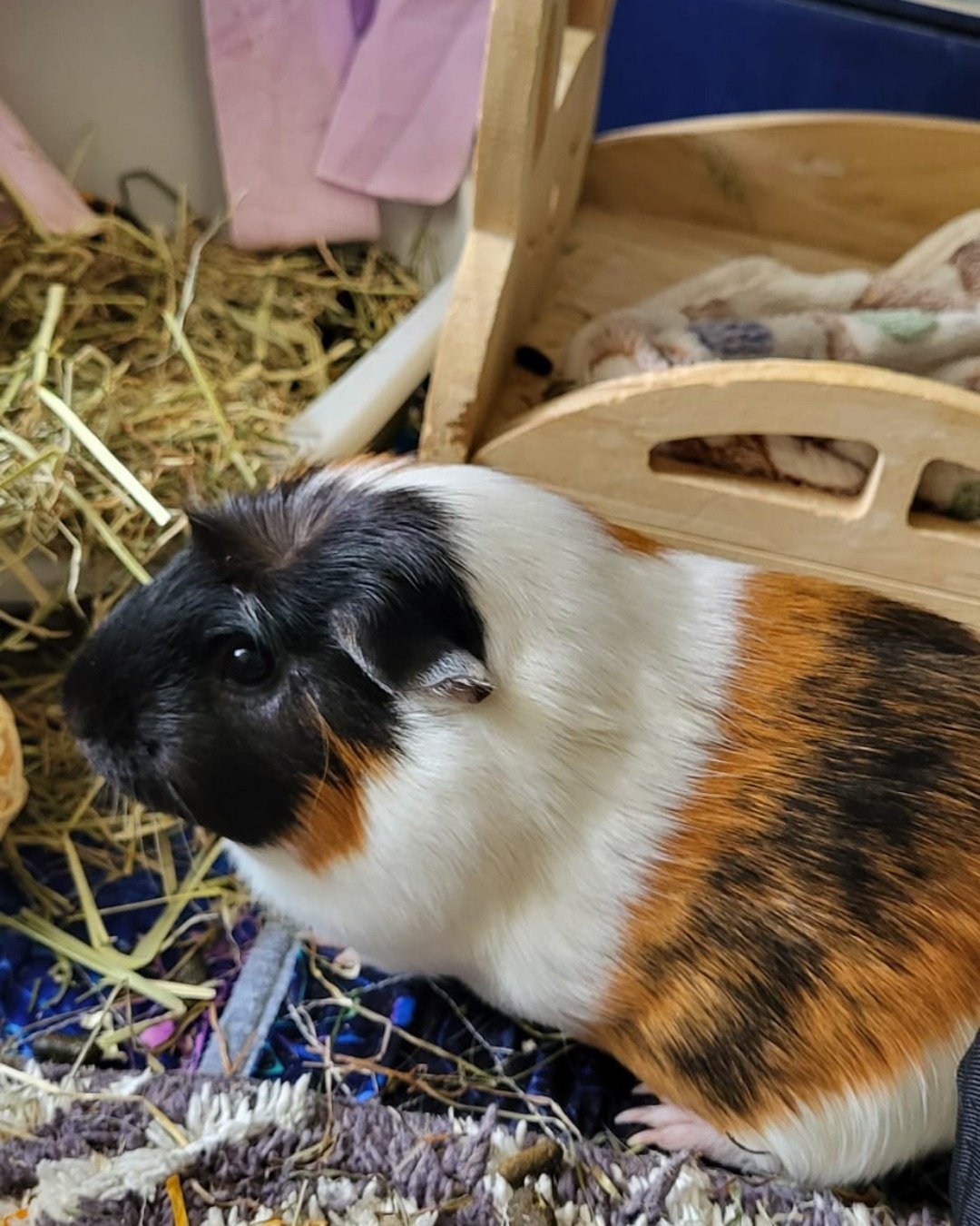 Neo the Guinea Pig. Rat, Rodent