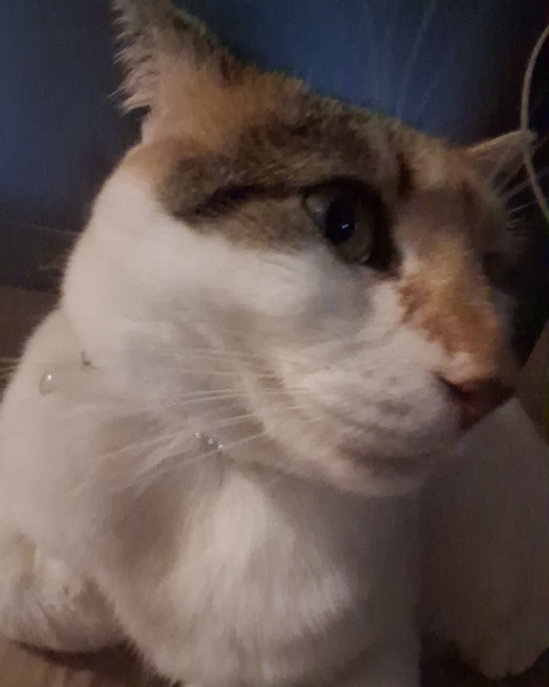 Callie the Calico maincoon. Cat, Kitten