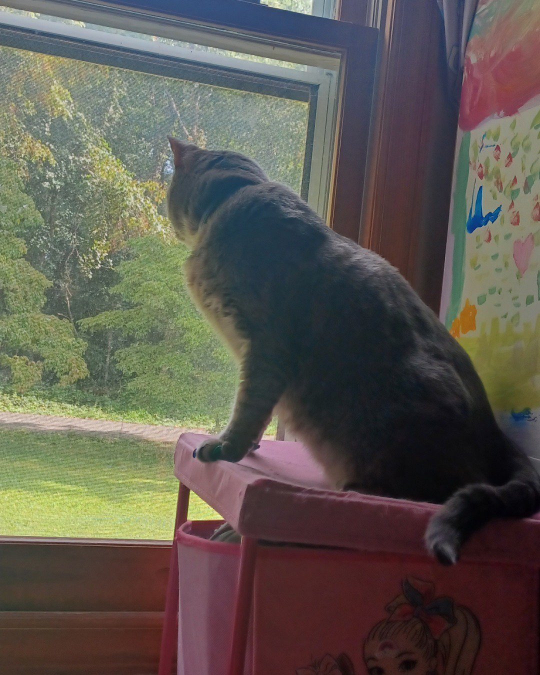 dutchess the short haired cat. Cat, Manx, Plant, Potted Plant, Person, Window