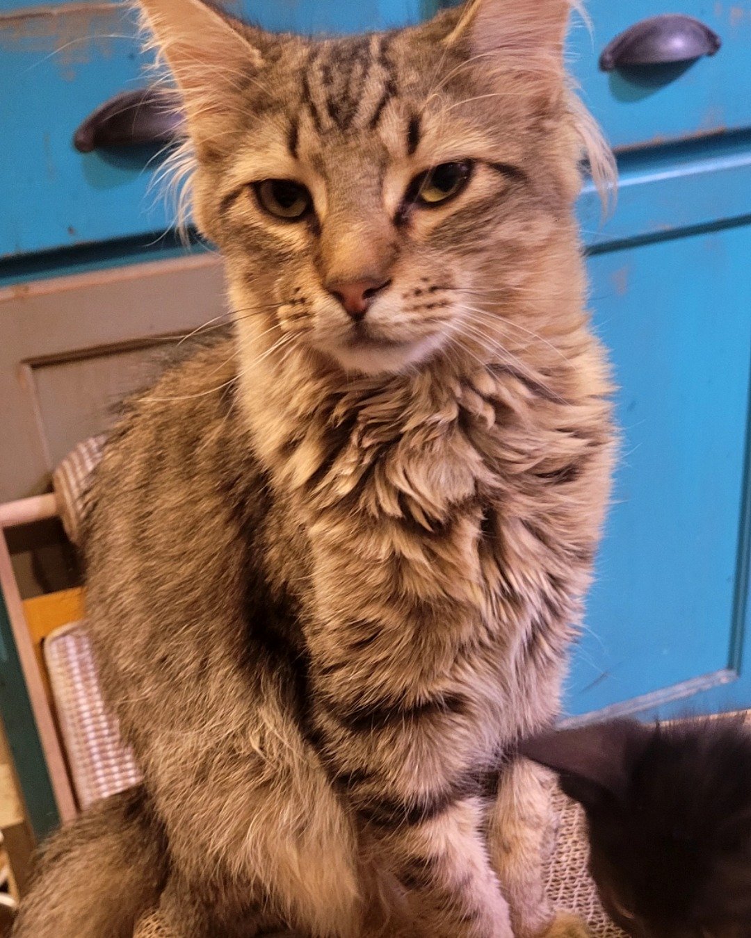 Derek the tabby. Abyssinian, Cat, Furniture