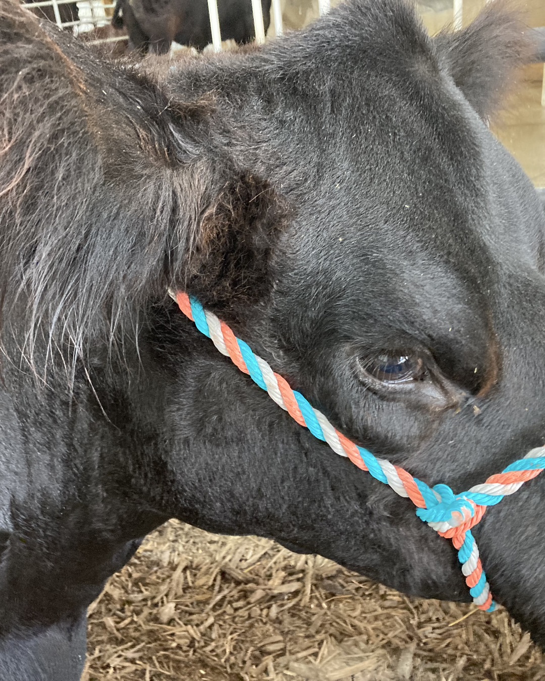 Blueberry — Halter, Cattle, Livestock, Cow