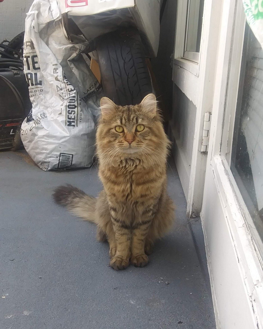 Booey; Baby Boy; Ka-Booey; Boo-Titters the MaineCoon Mix, Tabby. Cat, City, Bag, Door, Machine, Wheel