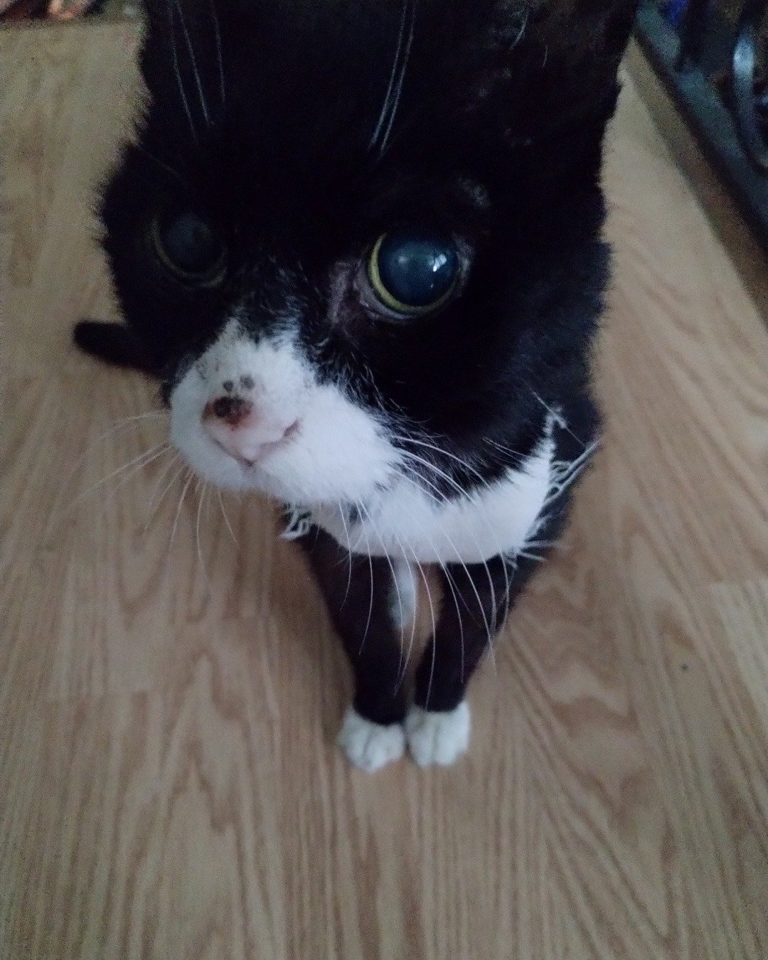 Bandit the ????. Wood, Hardwood, Floor, Flooring, Cat, Indoors