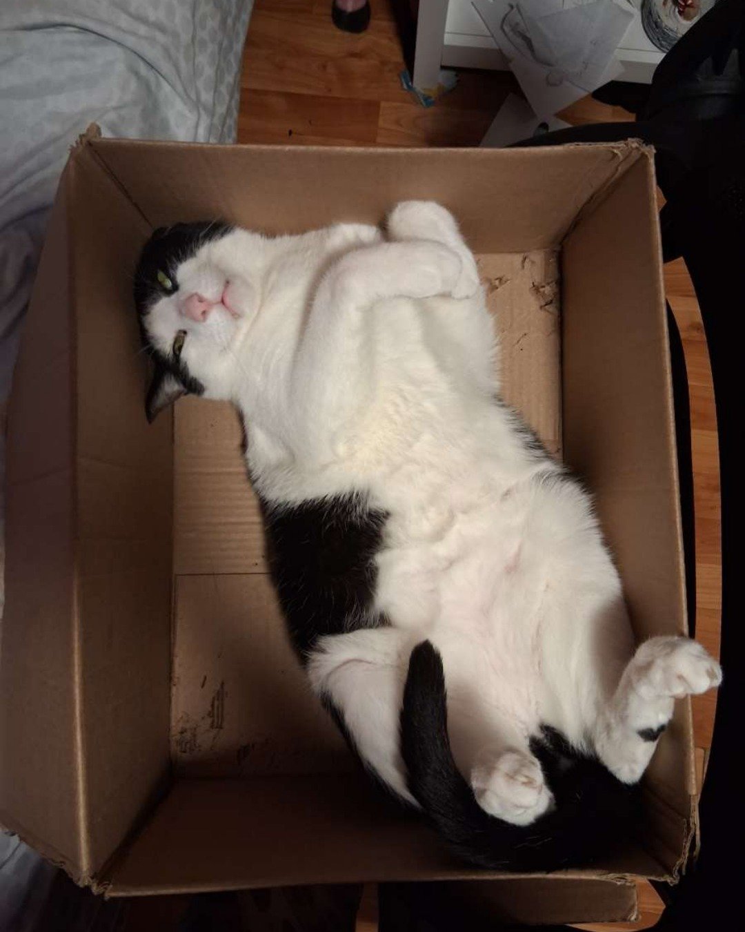 soup the Tuxedo cat. Box, Cat, Cardboard, Carton