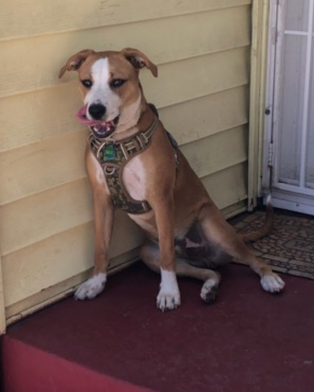 Max. Dog, Boxer, Bulldog