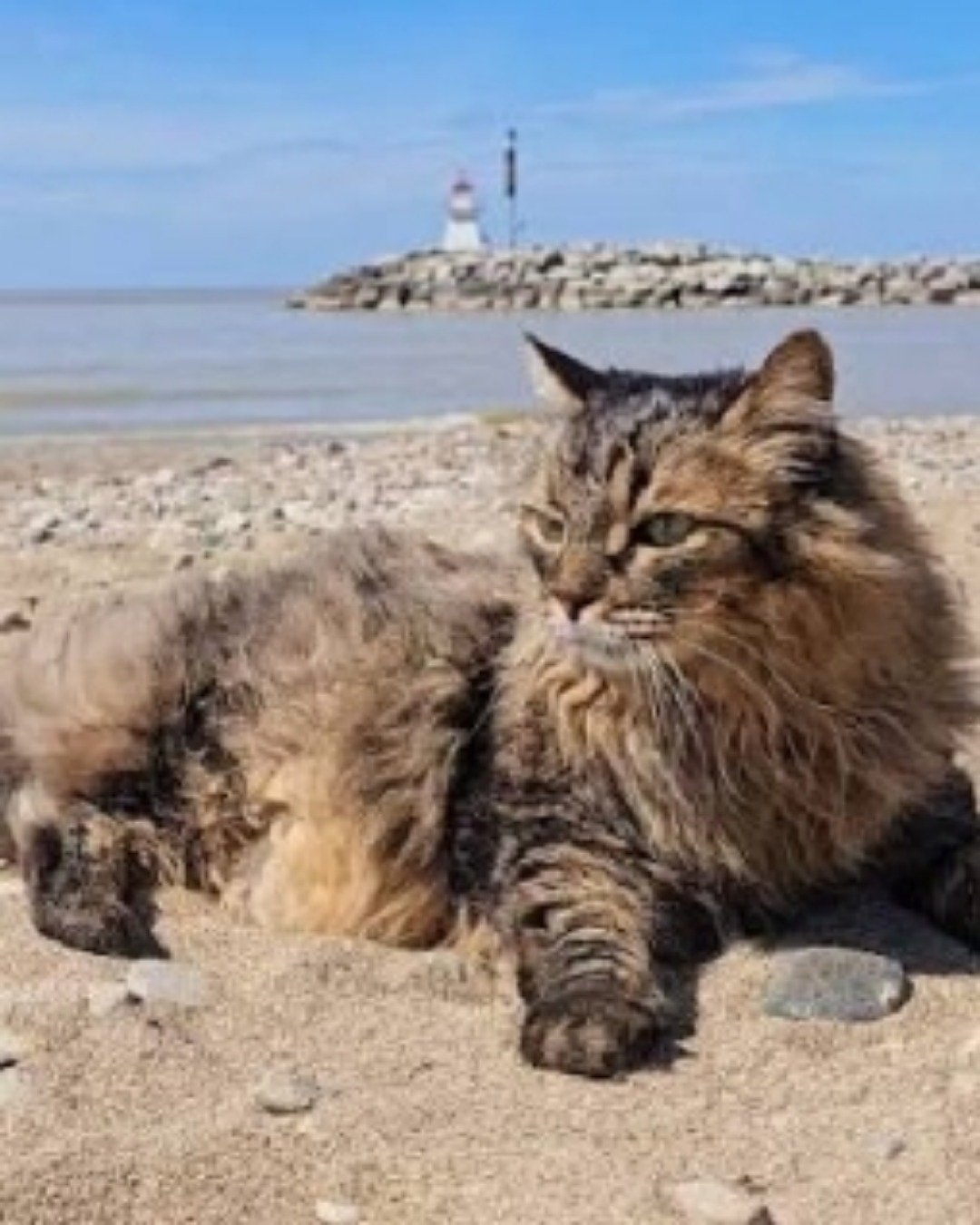 Shelter cats. Nature, Outdoors, Sea, Water, Cat, Sky