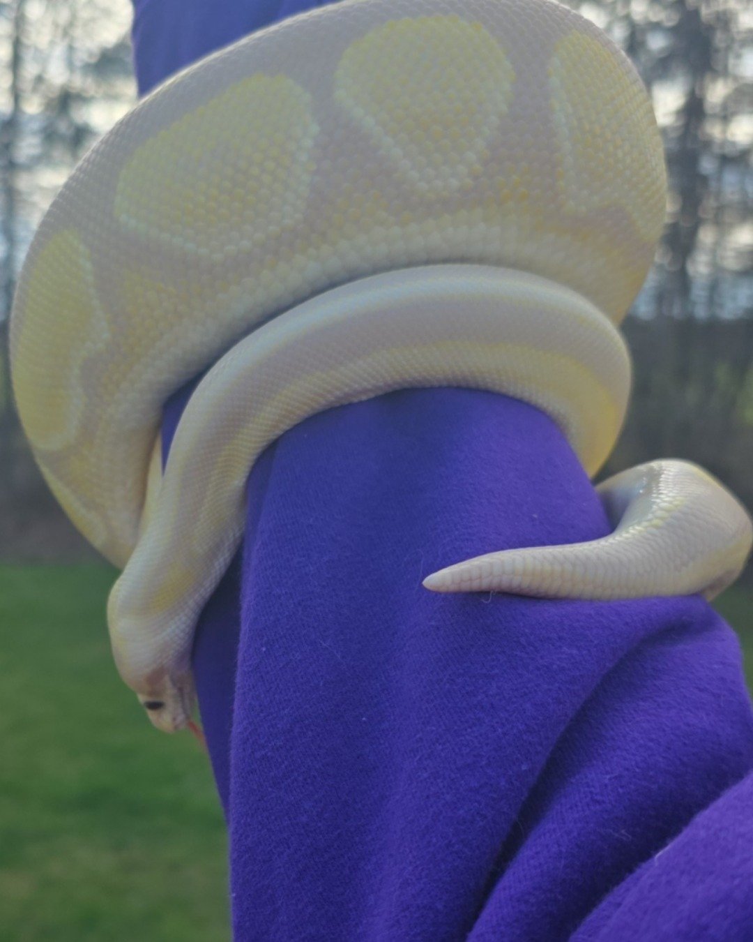 Gouda the Ball Python. Reptile, Snake