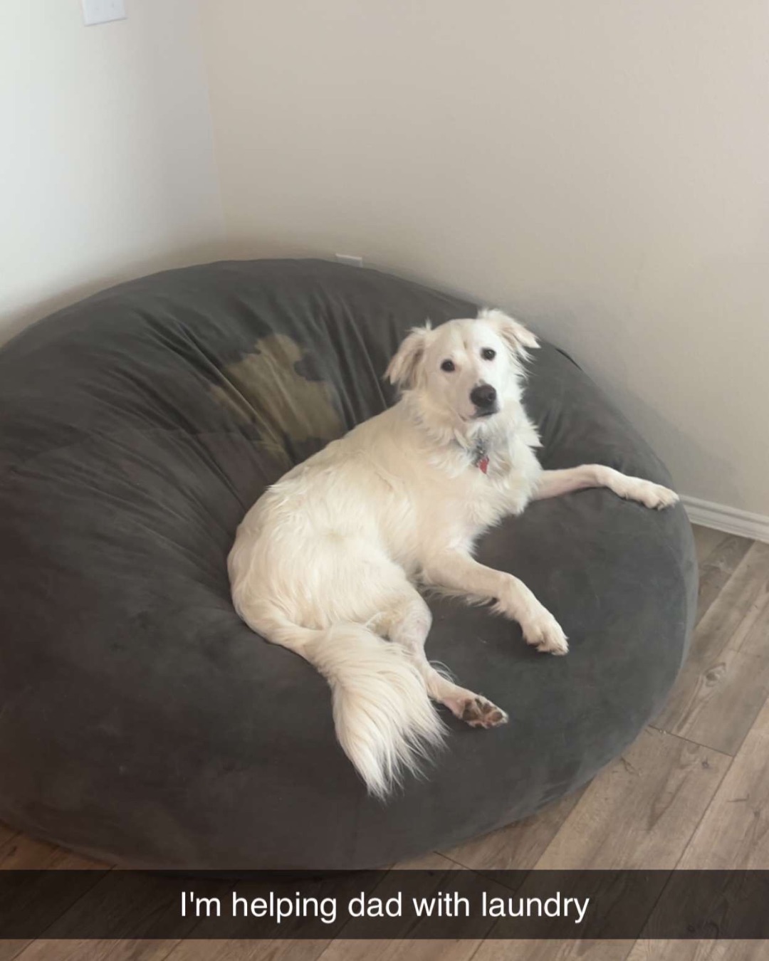 Emma the German Shepherd Golden Retriever. Furniture, Dog