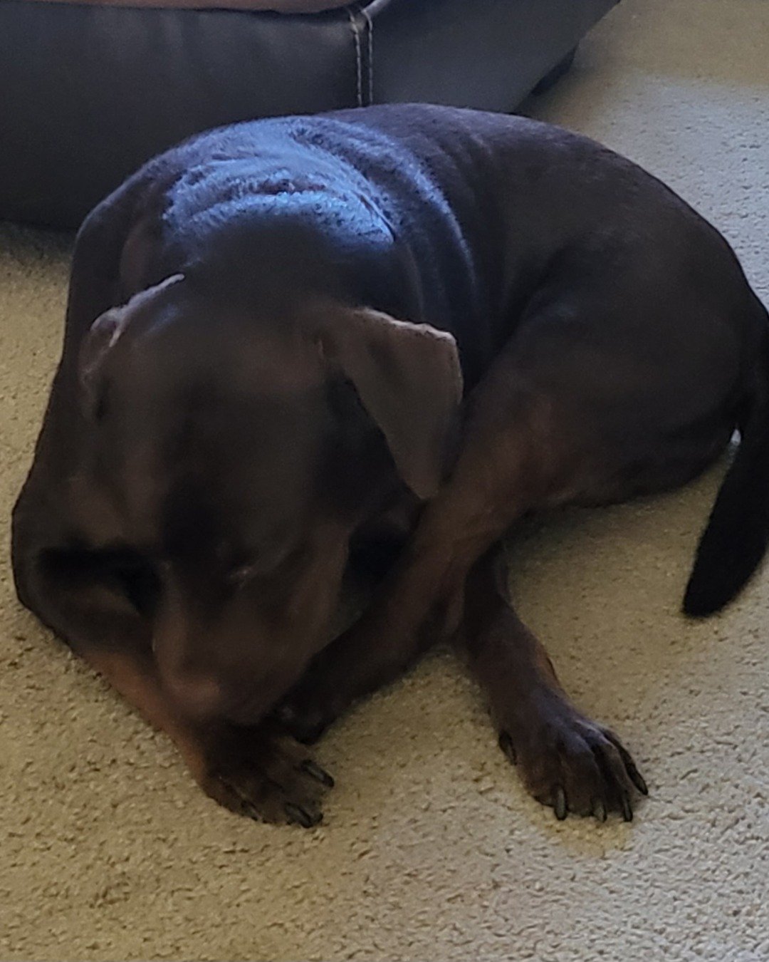 Roscoe the chocolate lab. Dog, Puppy, Labrador Retriever