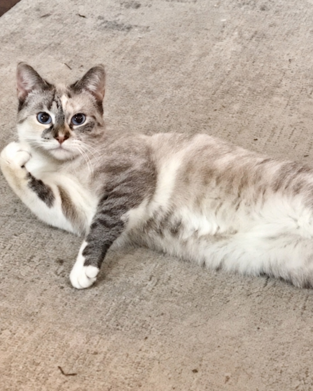 An-Gel the Siamese. Cat, Manx, Kitten