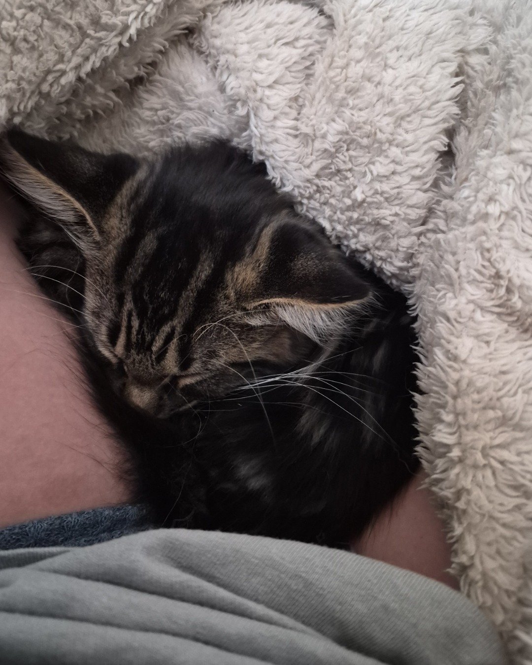 Noodle the Domestic longhair. Blanket, Cat