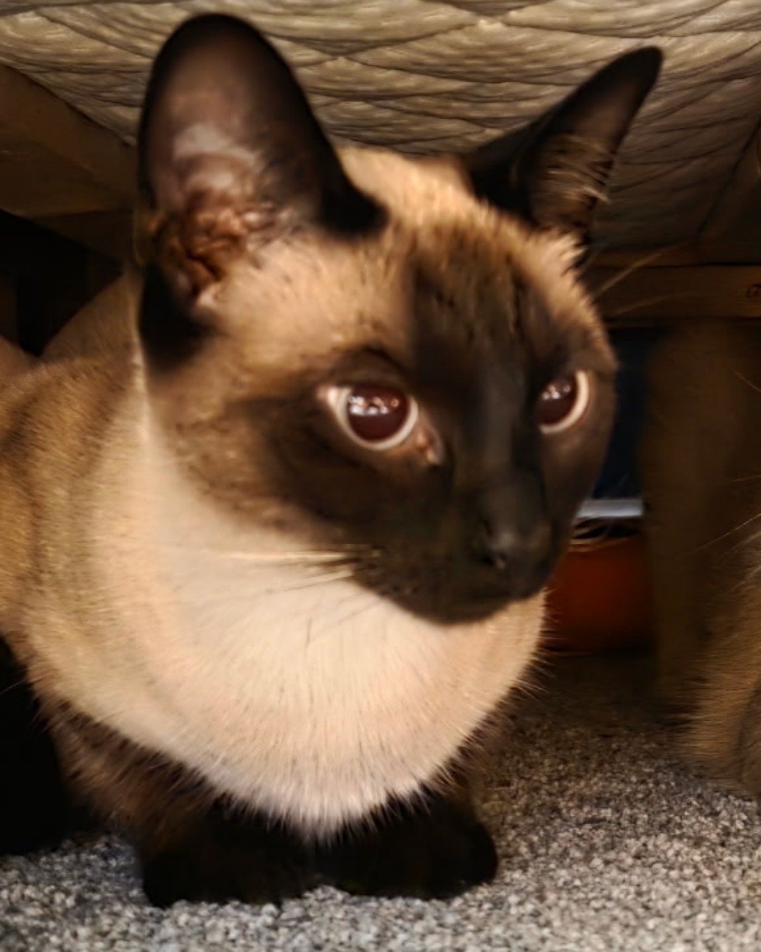 Luna🌙💫 (twin of Stella) the Siamese. Cat, Siamese