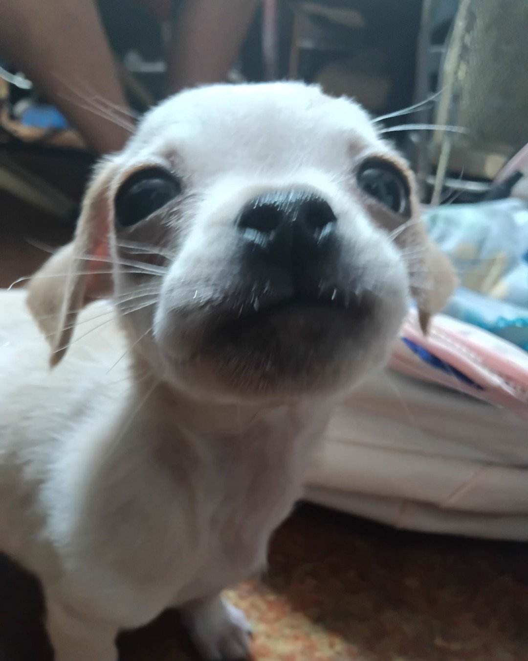 aveil and Neriah the pugzu. Dog, Puppy, Cat, Hound