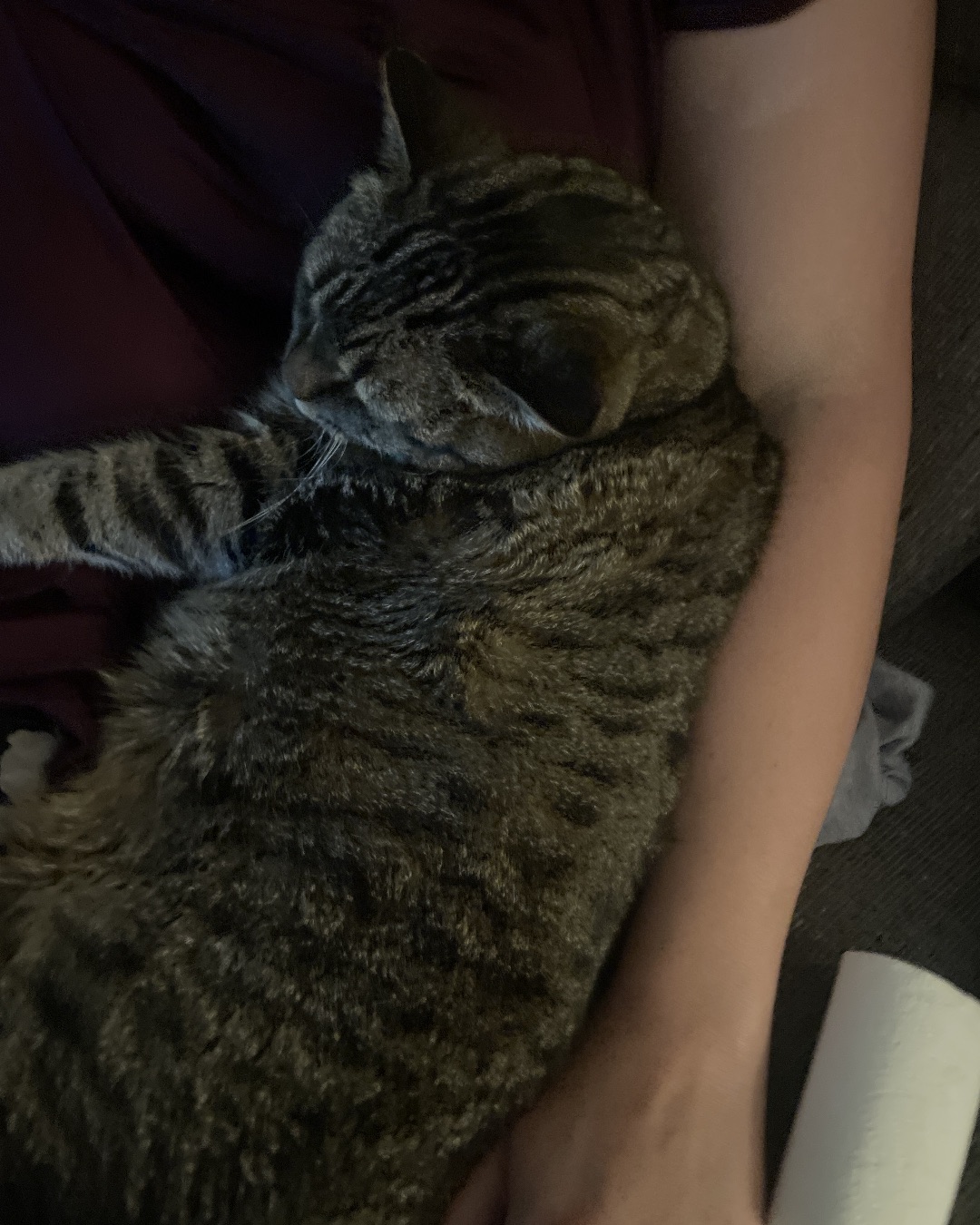 ReyRey — Couch, Furniture, Cat