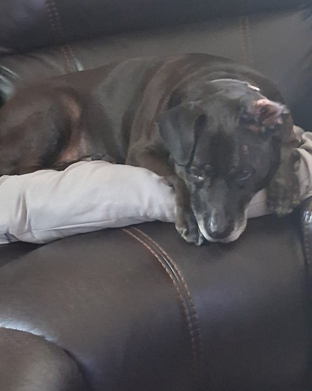 Diamond the Pitbull mix. Couch, Furniture, Dog, Puppy, Cushion, Home Decor