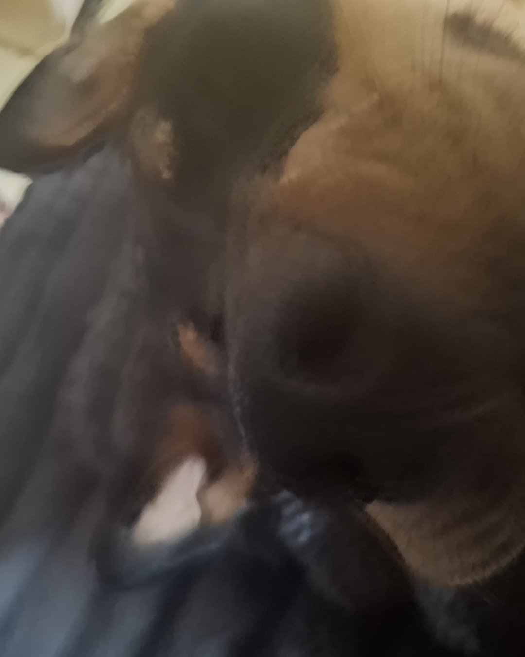 Stanley. Snout, Dog, Puppy, Person, Sleeping, Hound