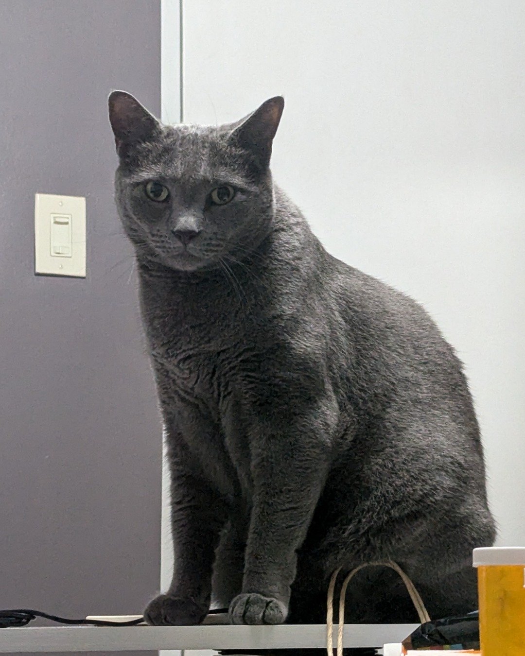 Theseus. Cat, Abyssinian