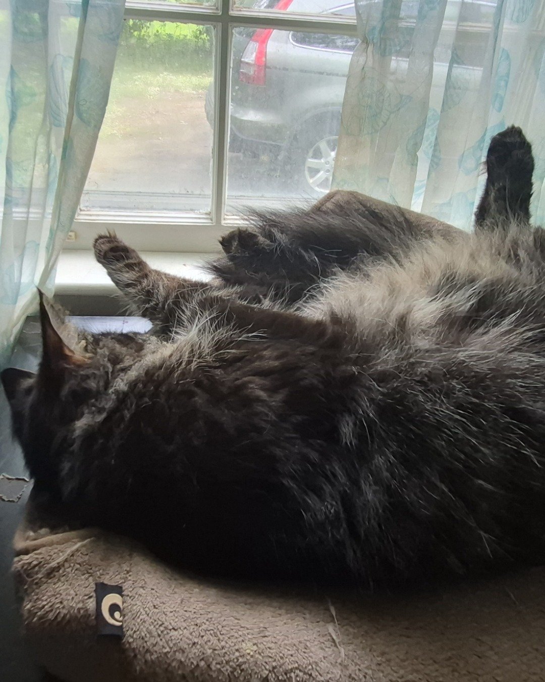 Morgan. Cat, Manx, Window, Couch, Furniture, Car