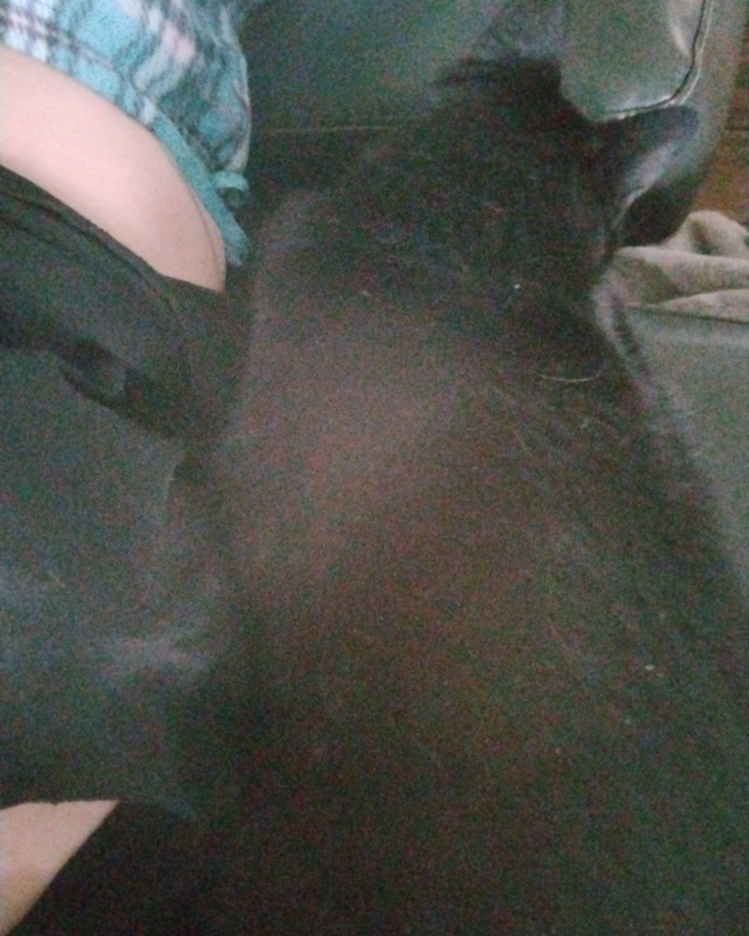 Milo the Unknown. Cat, Black Cat, Person, Couch, Furniture