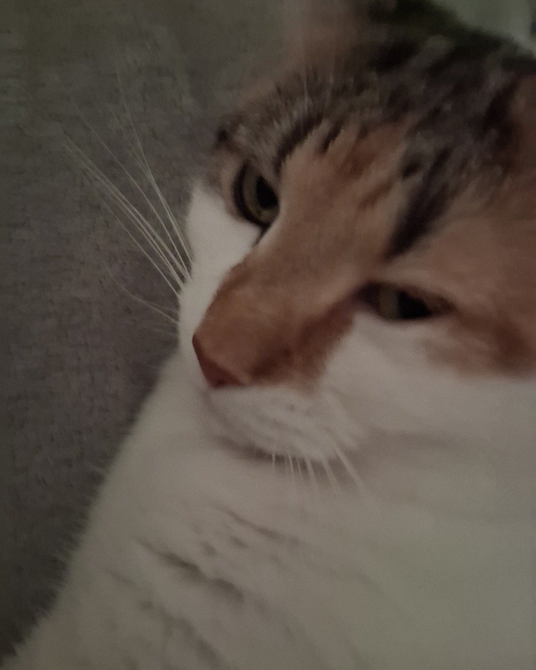 Callie the Calico maincoon. Cat, Kitten