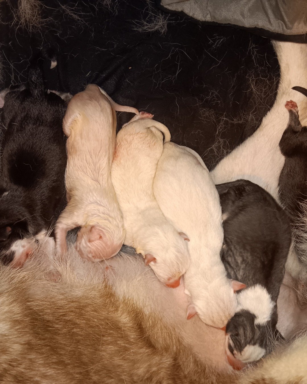 Puppies the Siberian Husky and German Shepard mix. Person, Sleeping, Dog, Puppy, Couch, Furniture