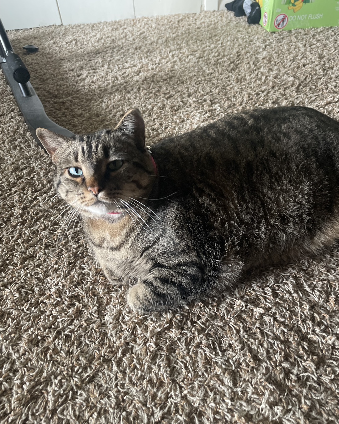 ReyRey — Cat, Manx, Floor, Home Decor, Flooring