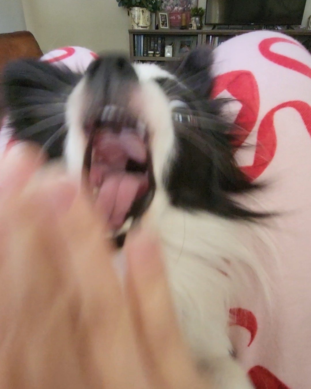 Danny the Long haired Chihuahua. Dog, Puppy, Photo Frame, Cocker Spaniel