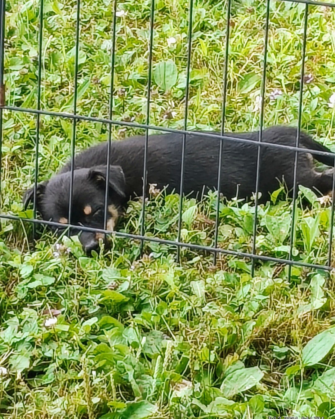 Luci the terrier mix. Den, Indoors, Dog, Puppy, Plant, Vegetation
