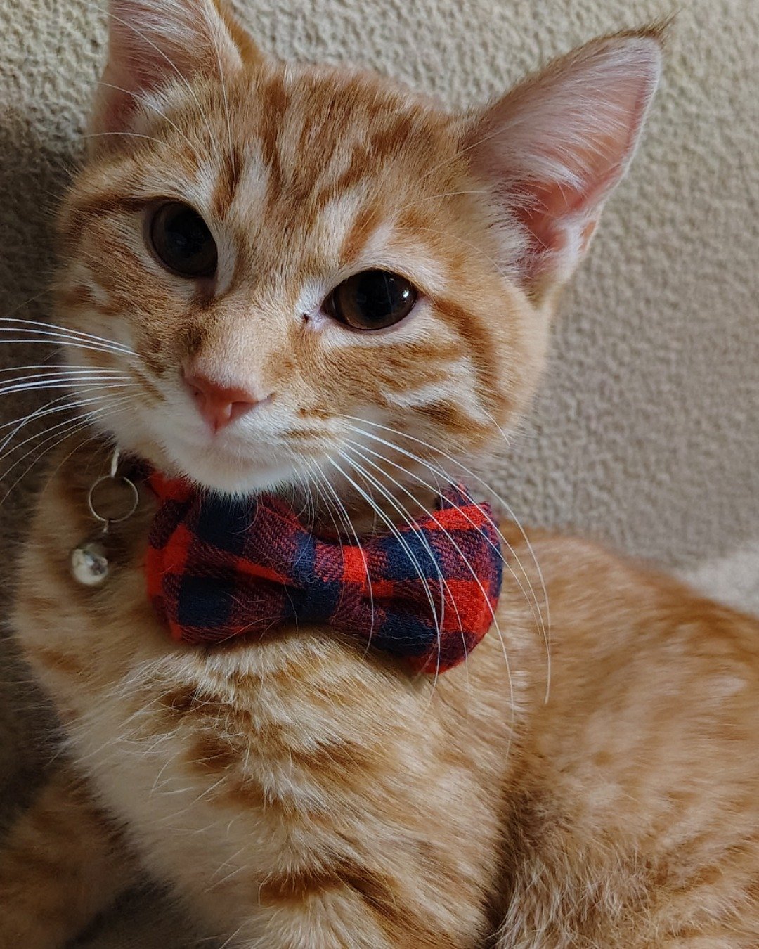 Pumpkin the Ginger. Accessories, Formal Wear, Tie, Cat, Bow Tie, Kitten