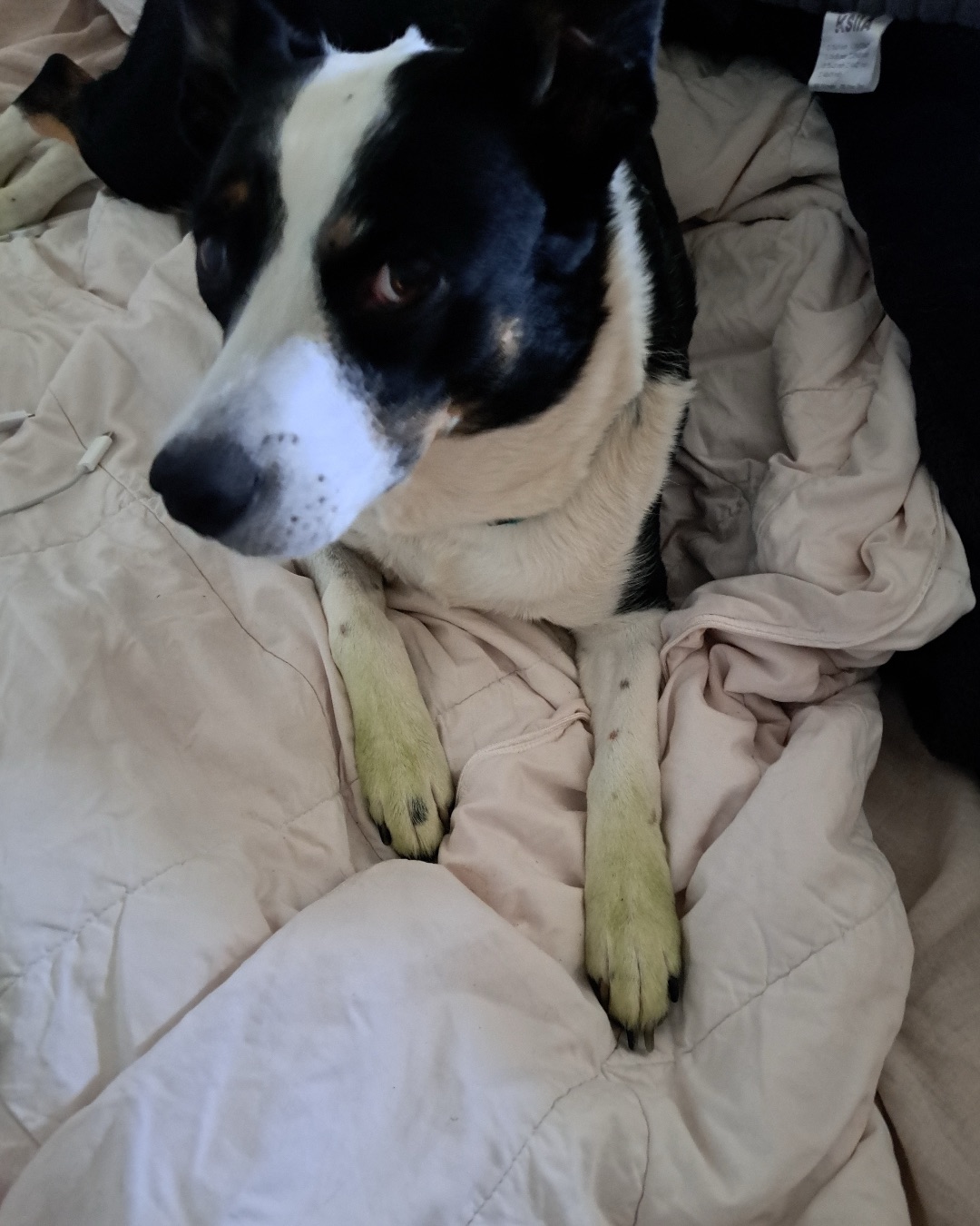 Midi the Aussie/ Blue Heeler — Blanket, Couch, Furniture, Dog, Hound, Puppy
