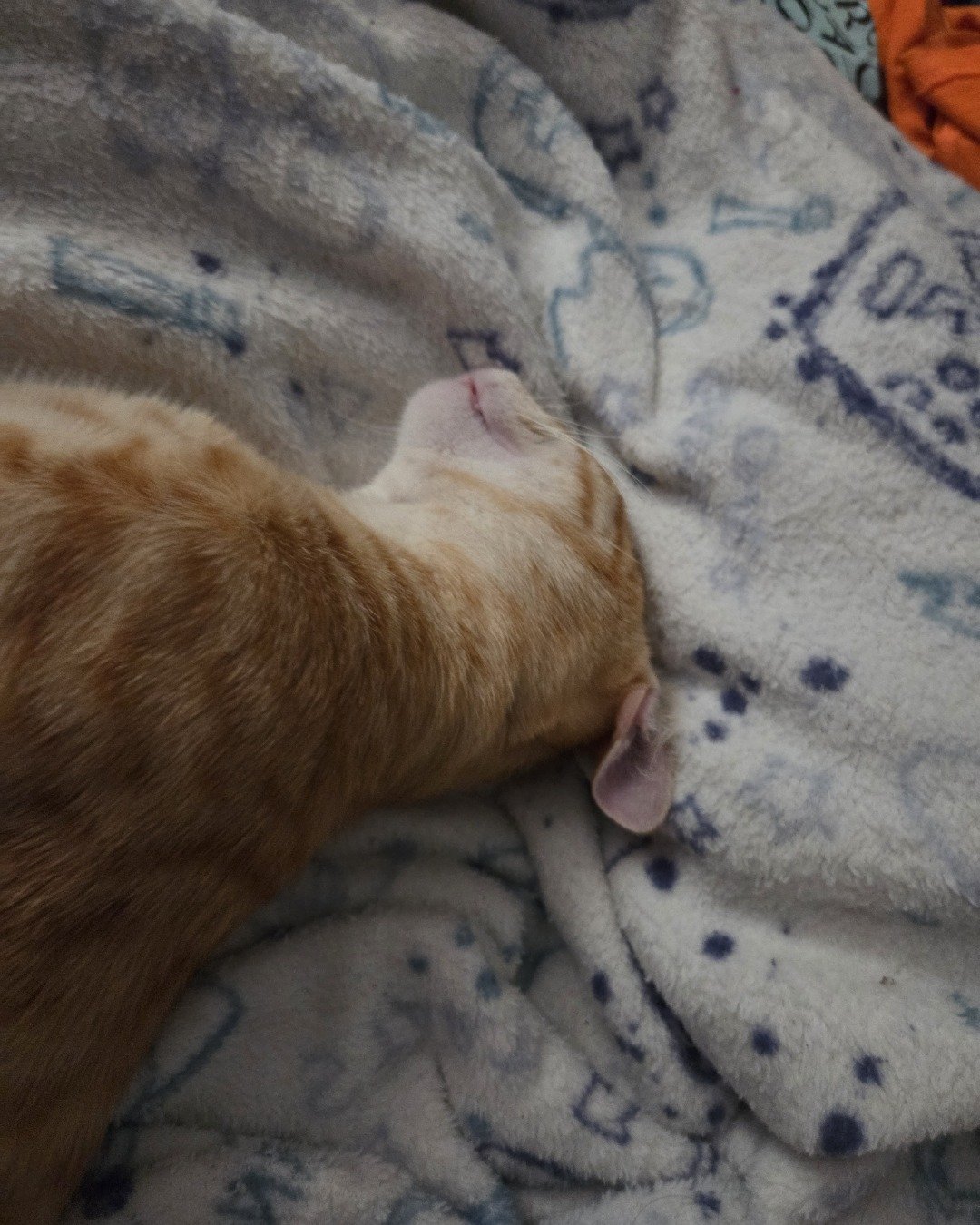 Precious the Orange cat. Blanket, Quilt, Cat