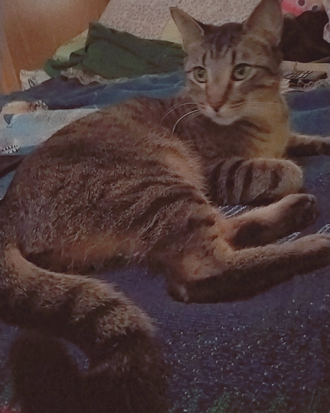 Sebby the Grey stripped tabby. Cat, Abyssinian, Kitten