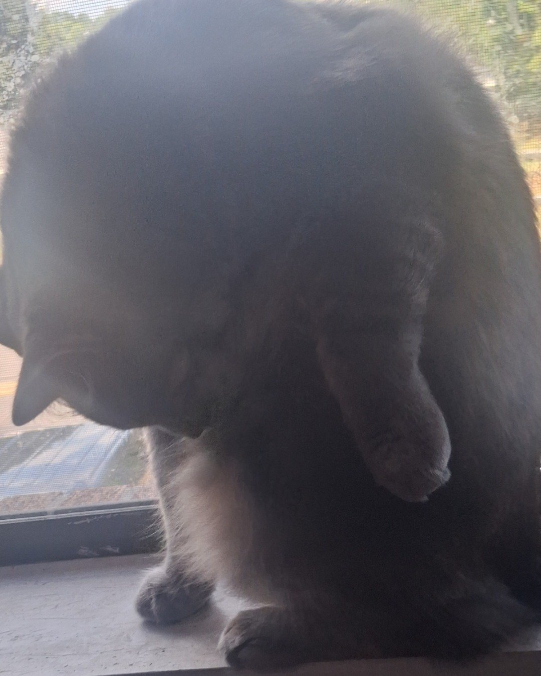 Bean. Bear, Cat, Manx