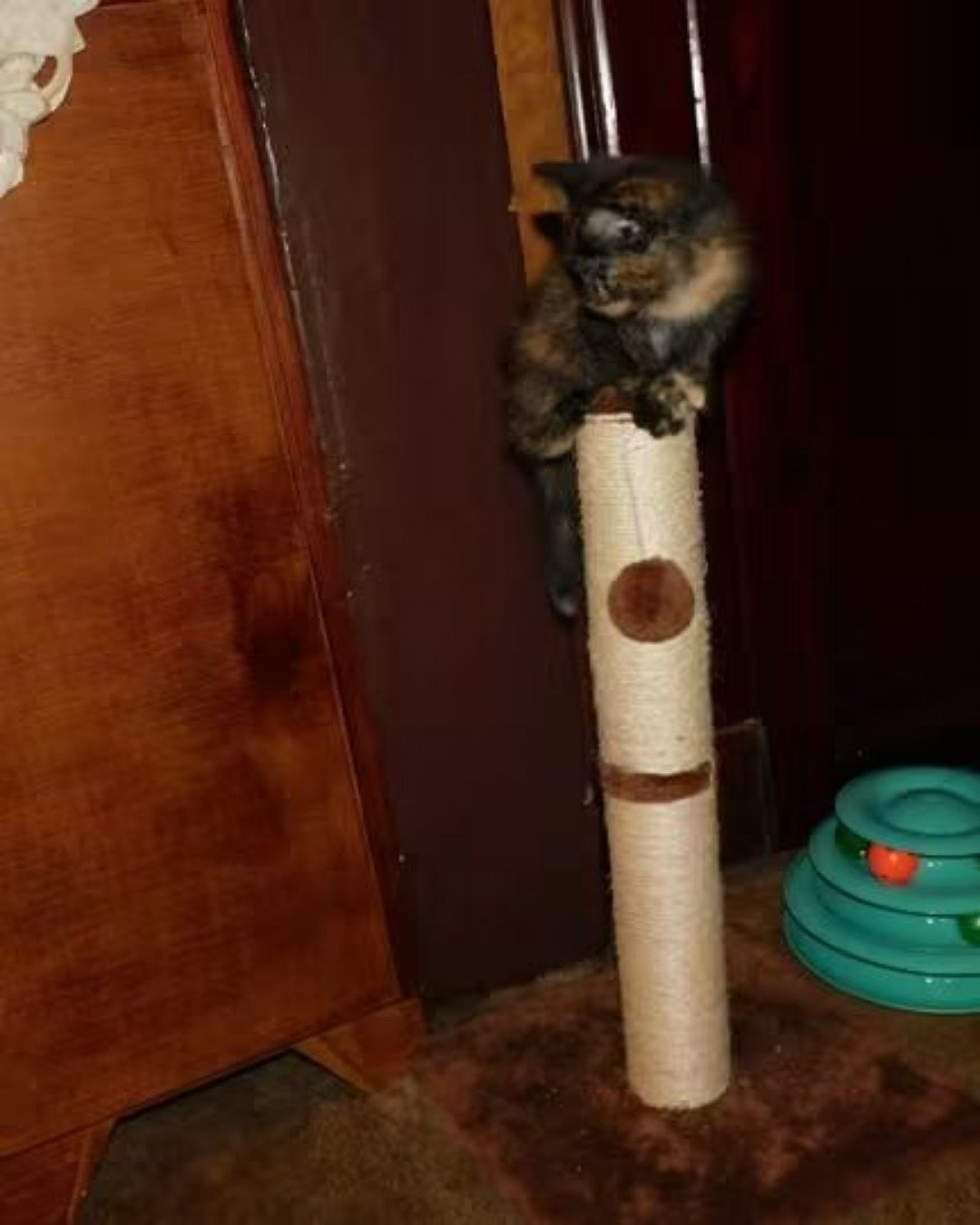 Gizmo. Cat