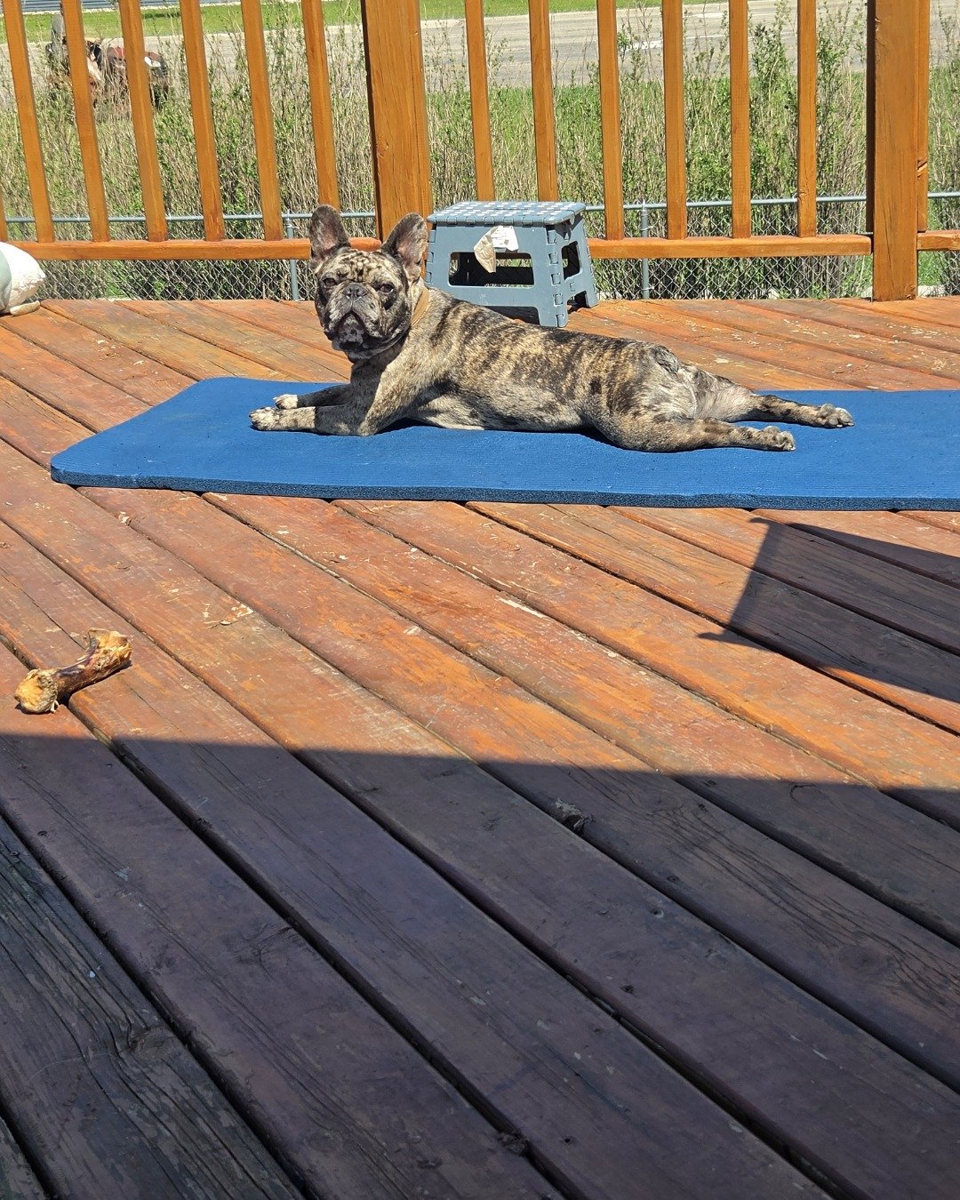 Porkchop the frenchton. Architecture, Building, Deck, House, Housing, Porch