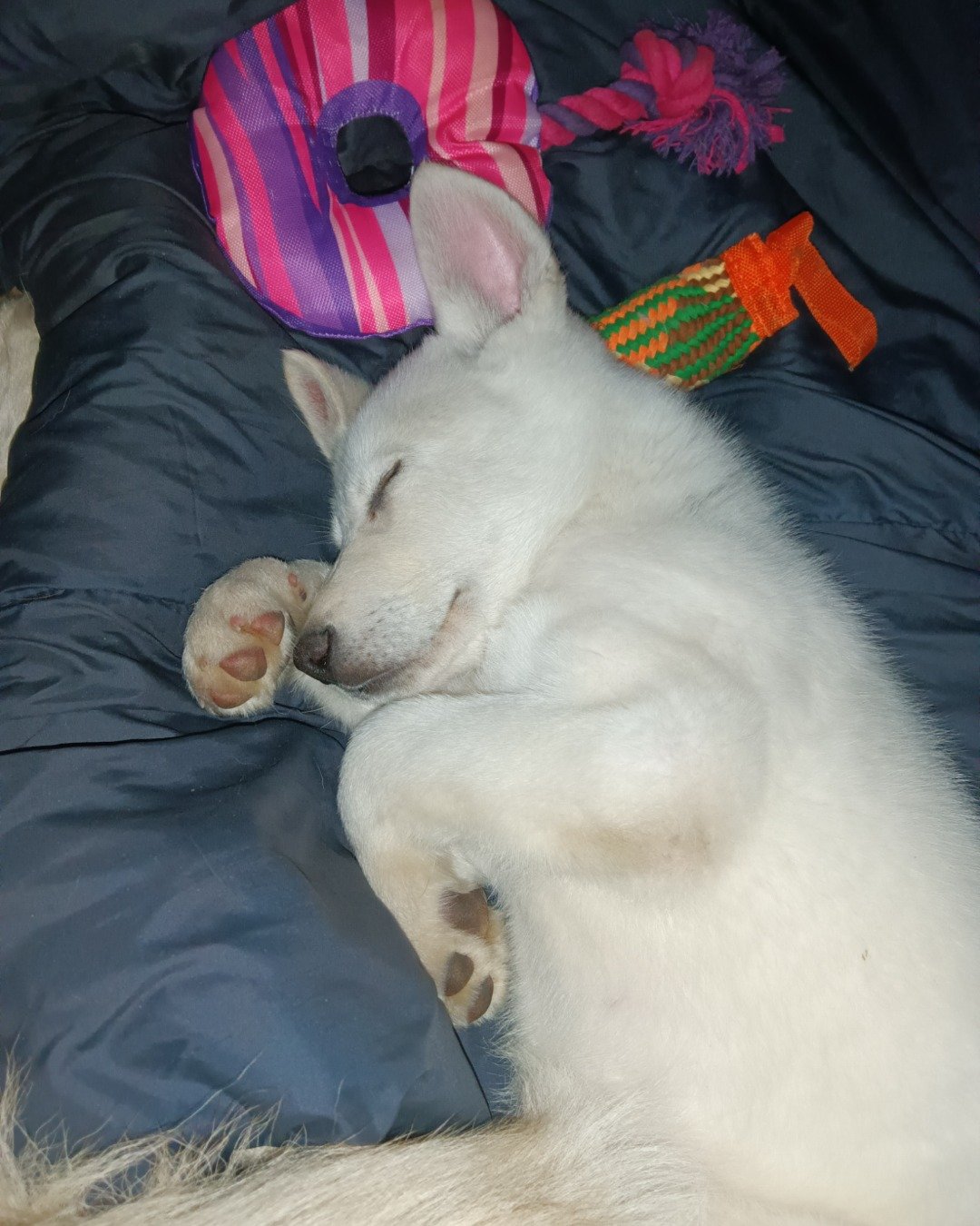 Elton John the German Shepard and Siberian Husky mix. Cushion, Home Decor, Dog, Puppy, Person, Sleeping
