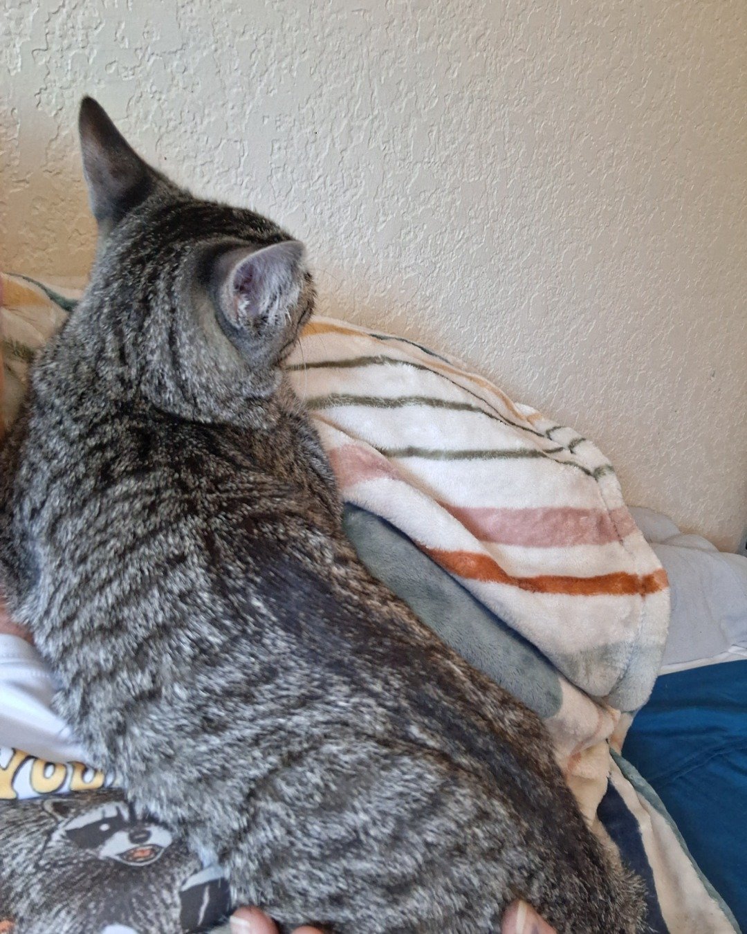 scar. Cushion, Home Decor, Cat, Blanket, Couch, Furniture