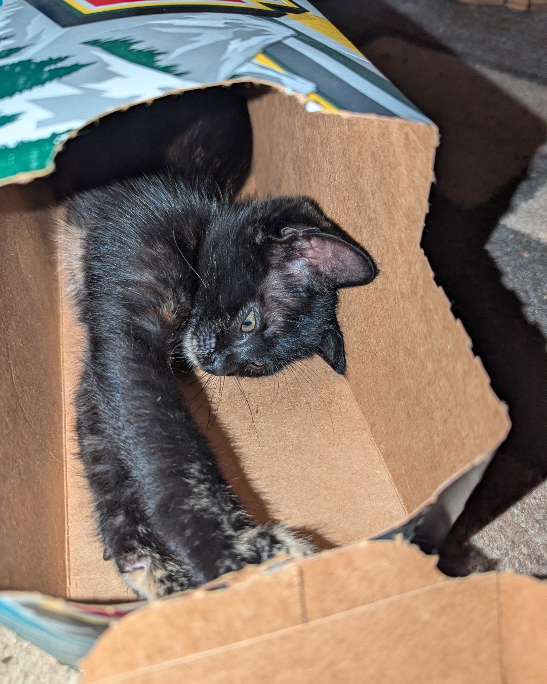 oreo the idk😭. Box, Cat, Kitten, Cardboard, Carton