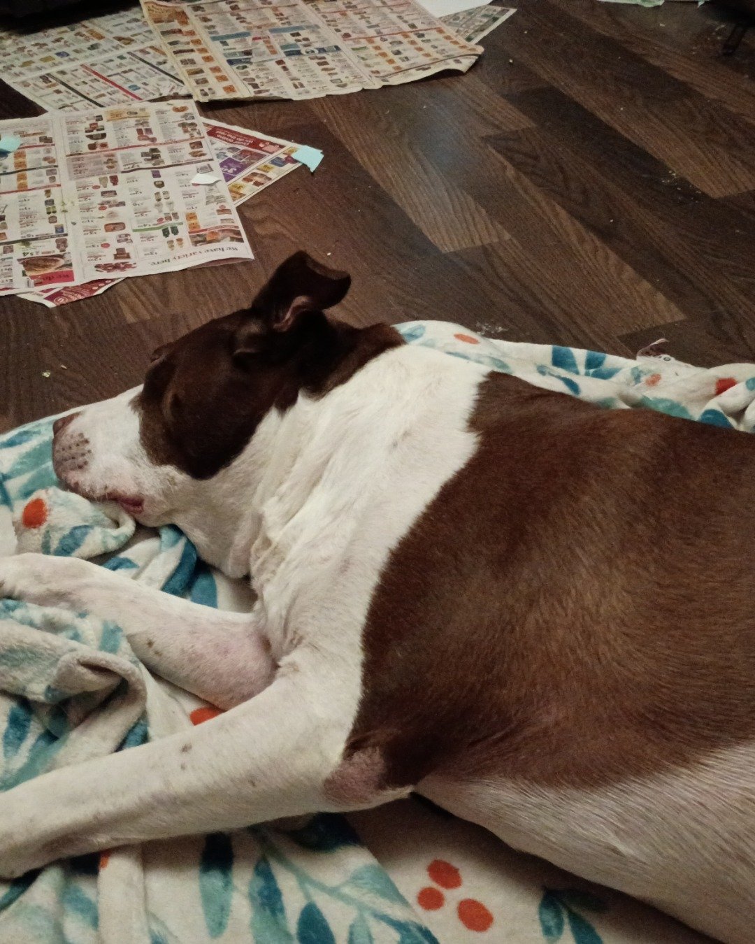 Titan the Pitbull. Wood, Dog, Puppy, Floor, Indoors, Interior Design