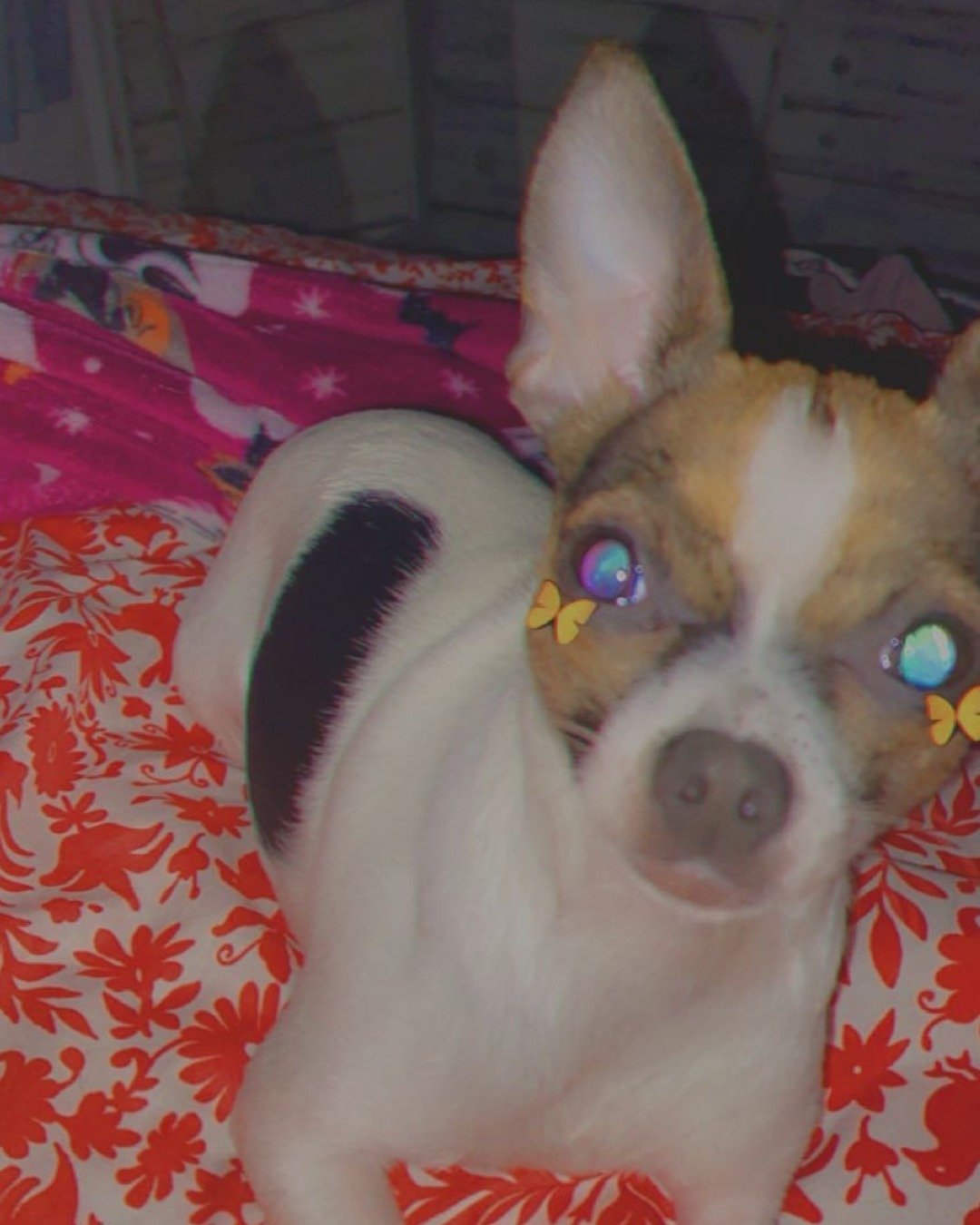 moo moo the female Chihuahua. Chihuahua, Dog, Puppy