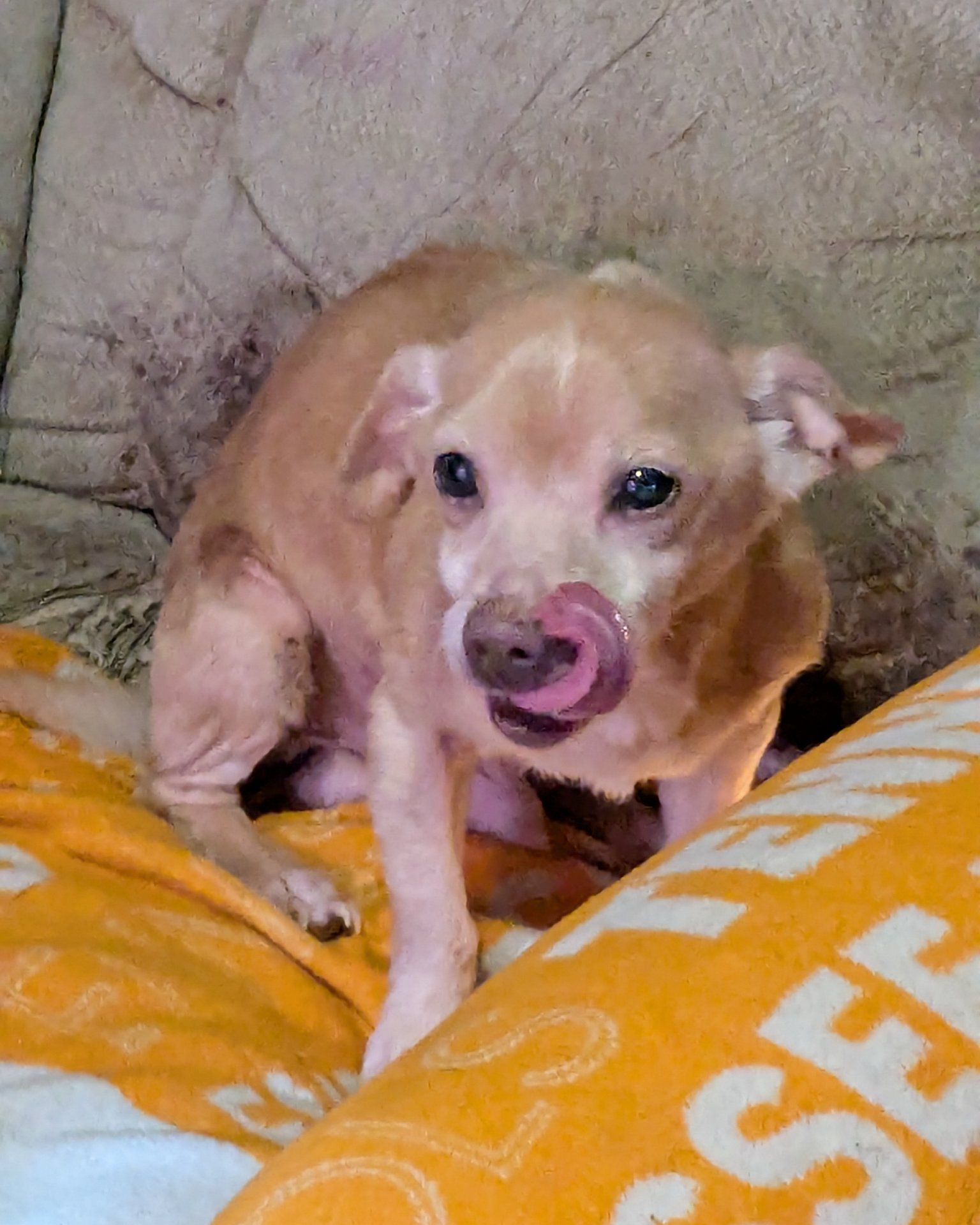Sammy. Dog, Puppy, Couch, Furniture, Cushion, Home Decor