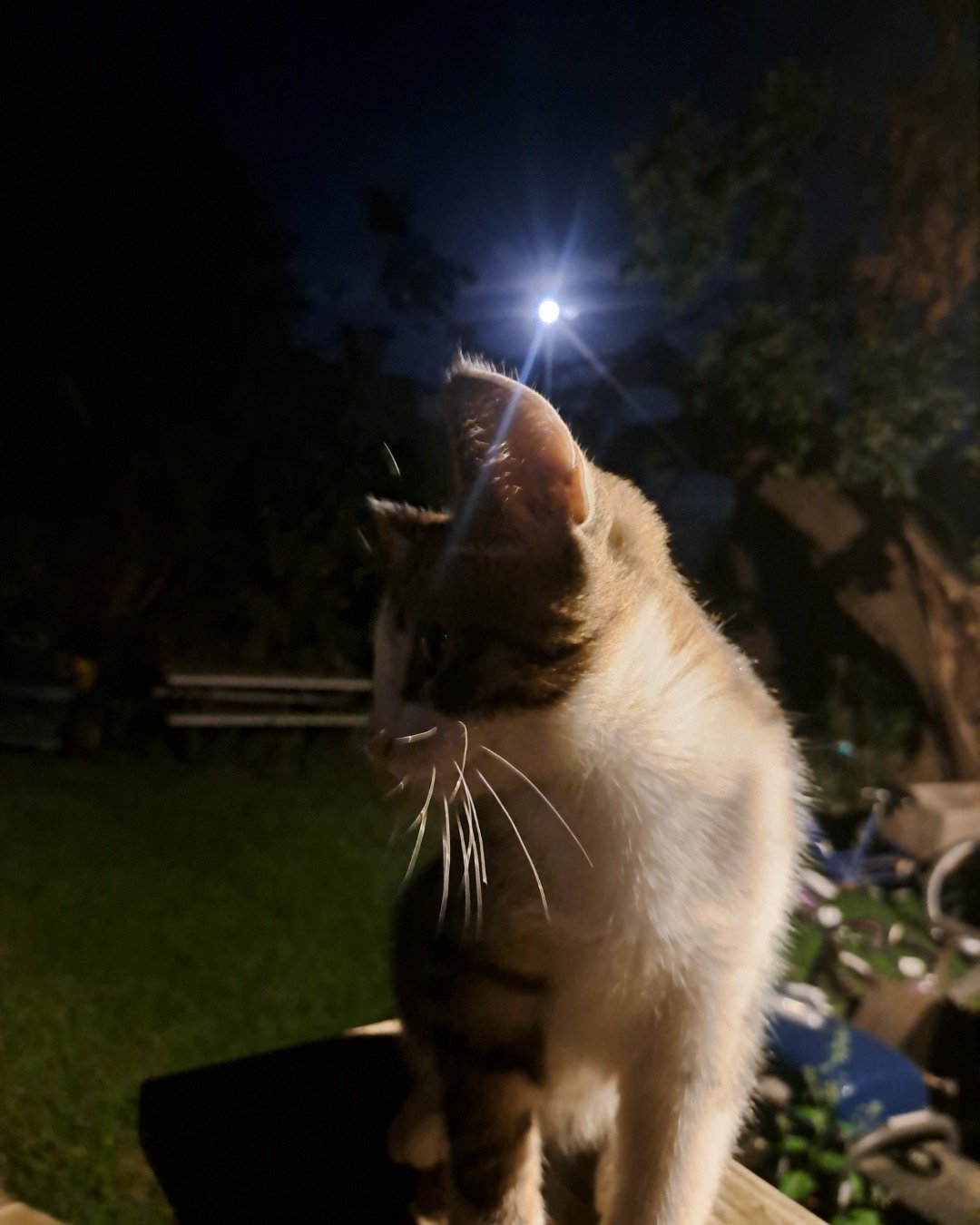 Sol. Lighting, Nature, Night, Outdoors, Light, Cat