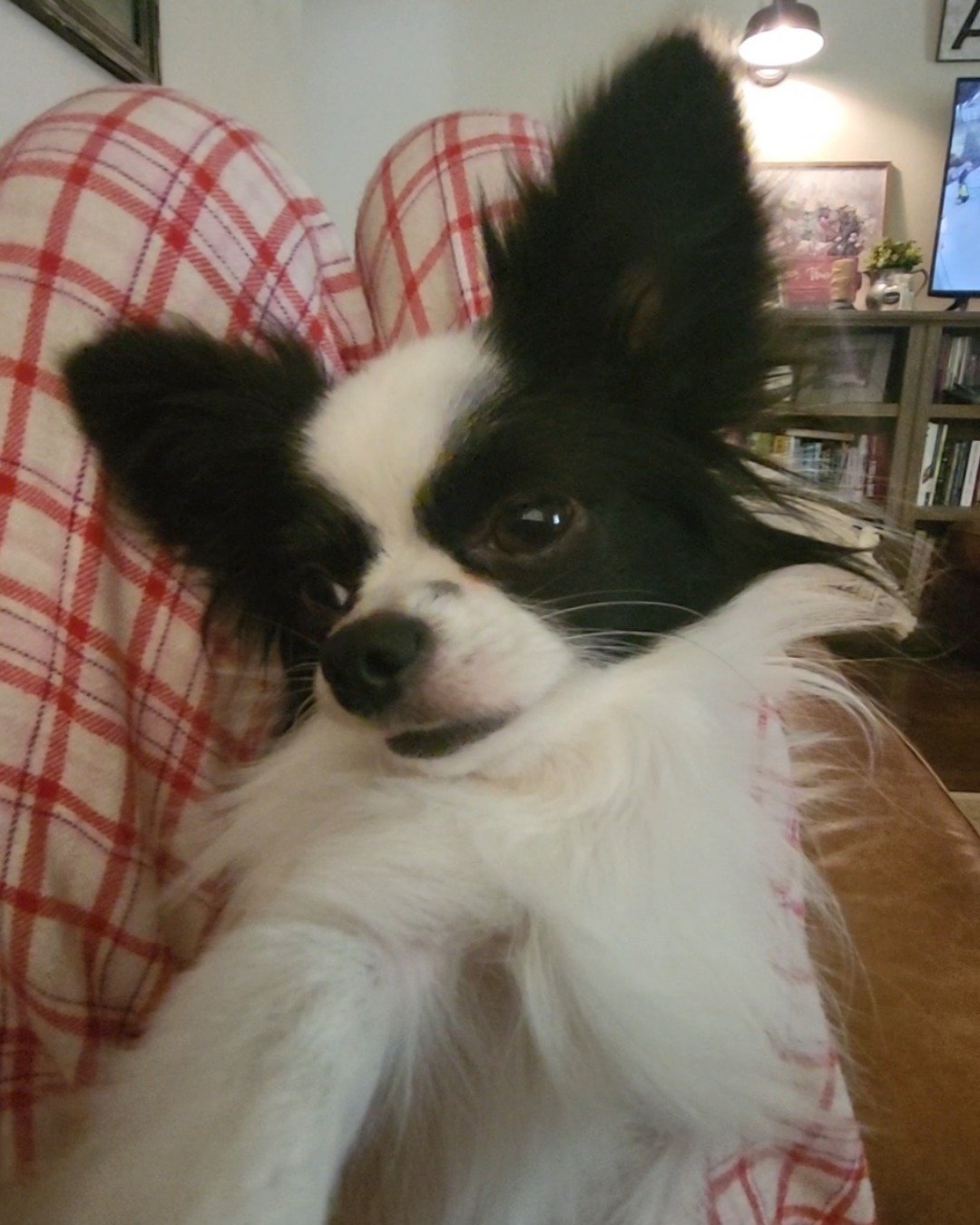 Danny the Long haired Chihuahua. Dog, Cocker Spaniel, Papillon, Cushion, Home Decor, Puppy