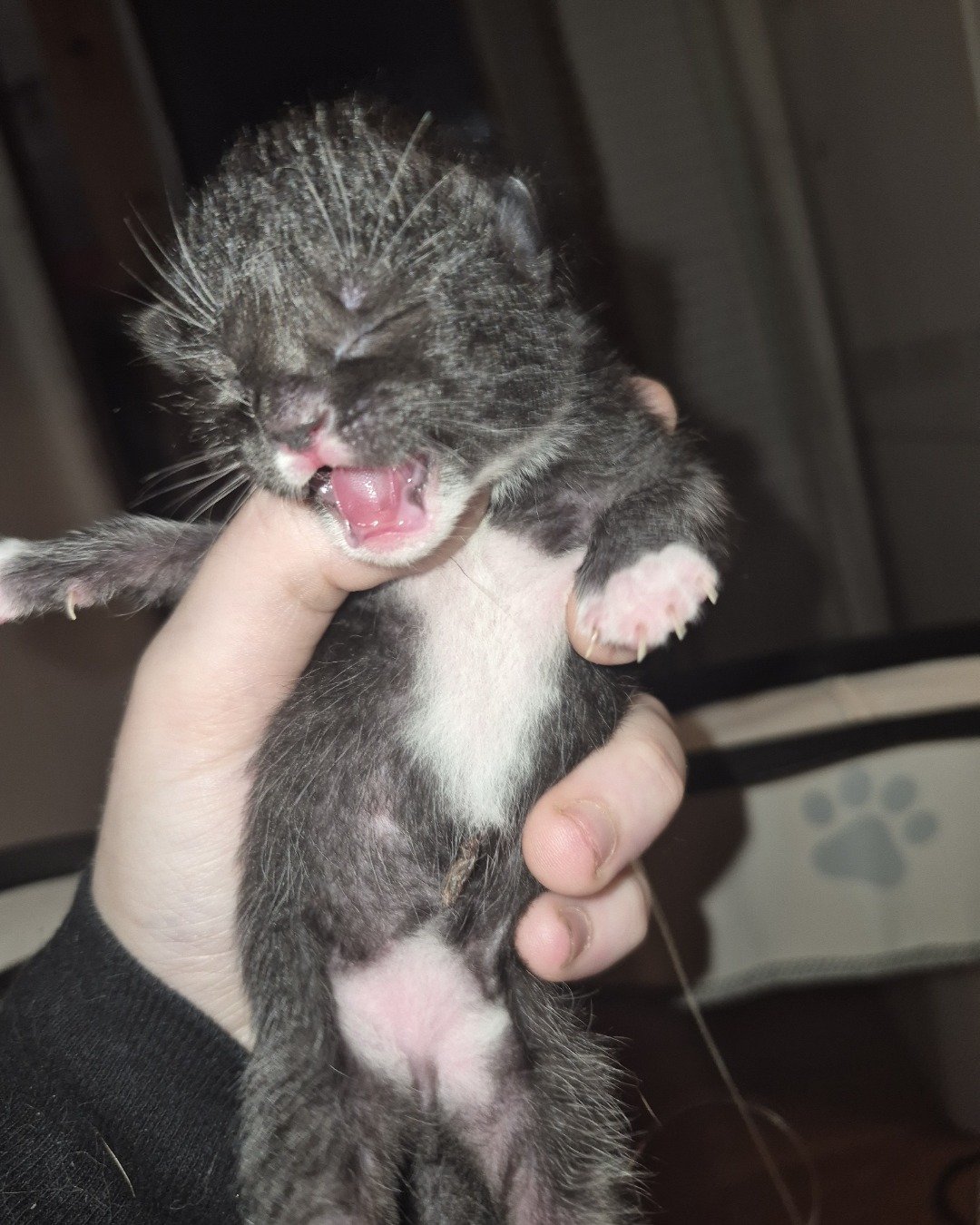 Ashe [and her babies] the Domestic Shorthair. Cat, Kitten, Person