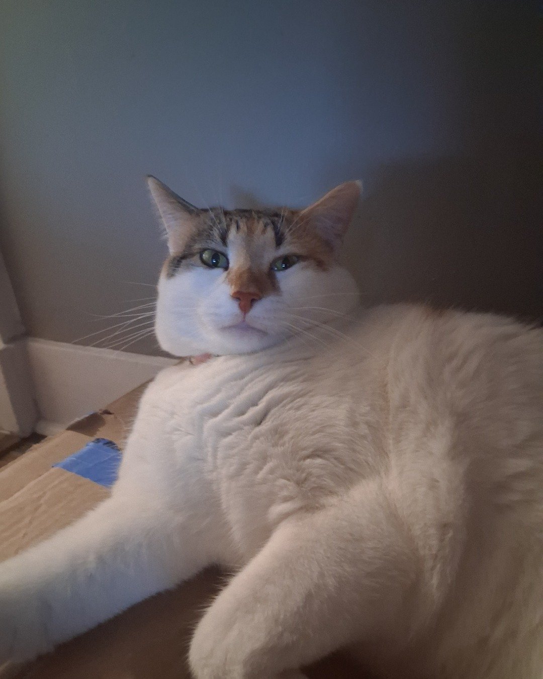 Callie the Calico maincoon. Floor, Flooring, Cat, Box, Wood, Indoors