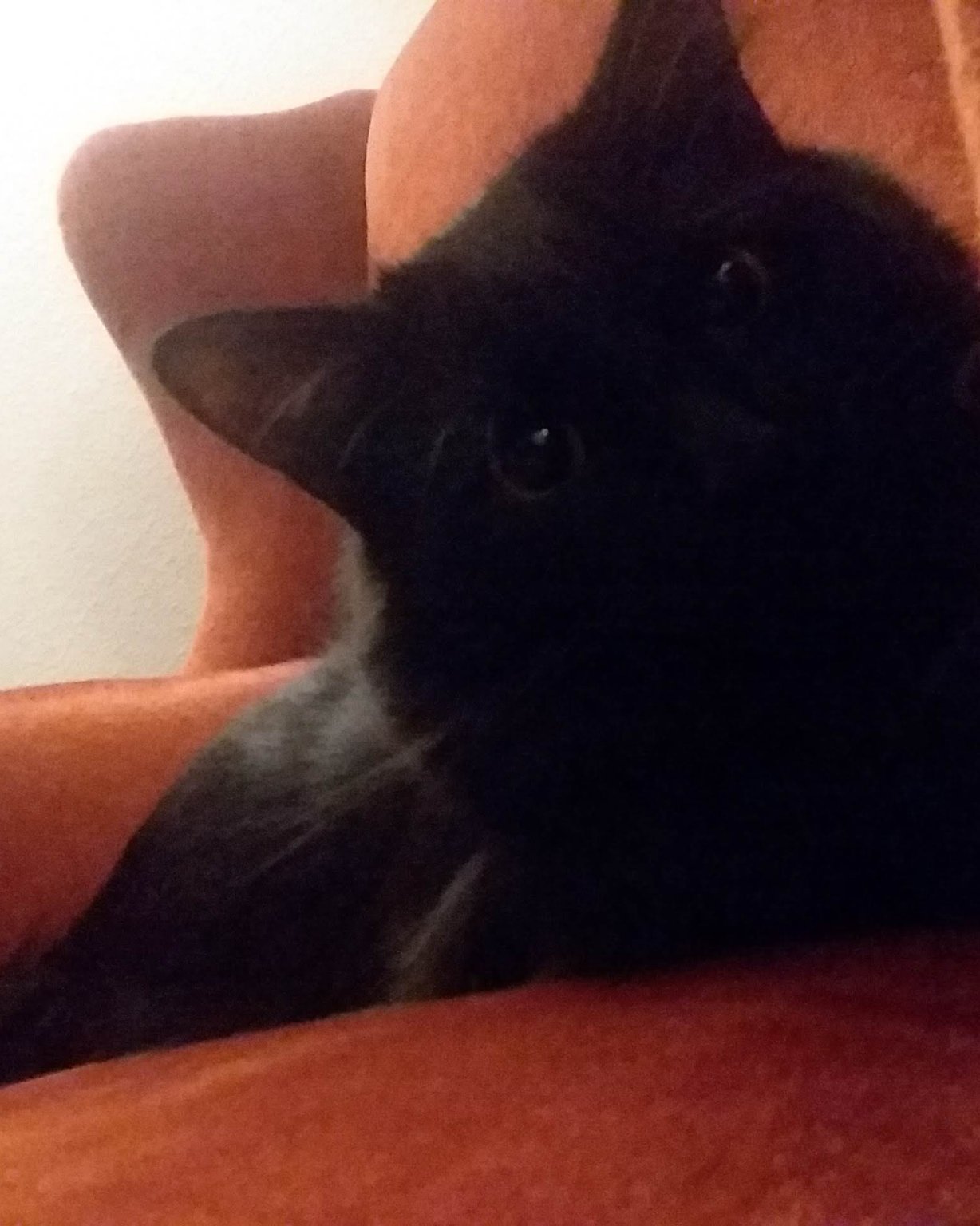 Sylvester the Unsure. Cat, Dog, Black Cat, Furniture, Chair