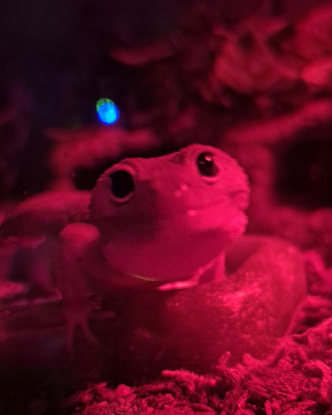 crystal the blizzard lepord gecko. Gecko, Lizard, Reptile